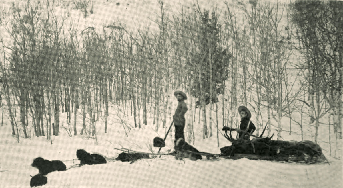 Dick Rock, his dog team and a captured bull elk.